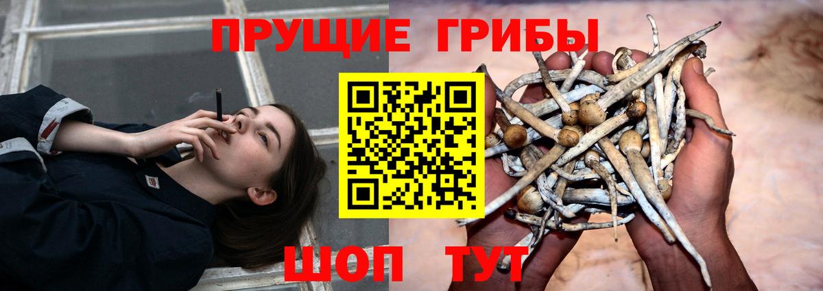 Фролово  где купить наркотик  Вход с VPN  Галлюциногенные грибы мицелий 